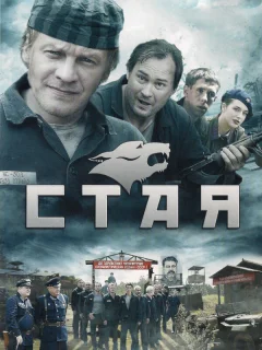 Стая 