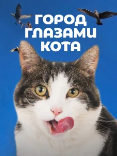 Город глазами кота