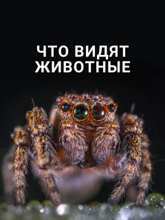 Что видят животные