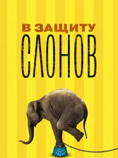 В защиту слонов