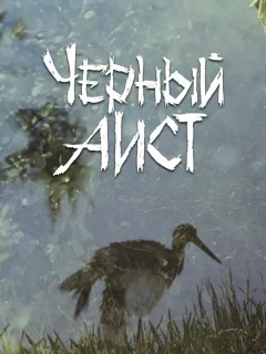 Черный аист